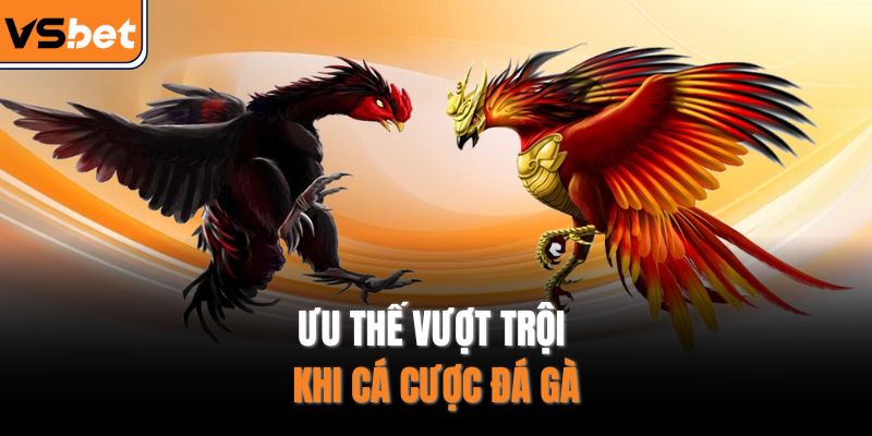 Ưu thế vượt trội khi cá cược đá gà